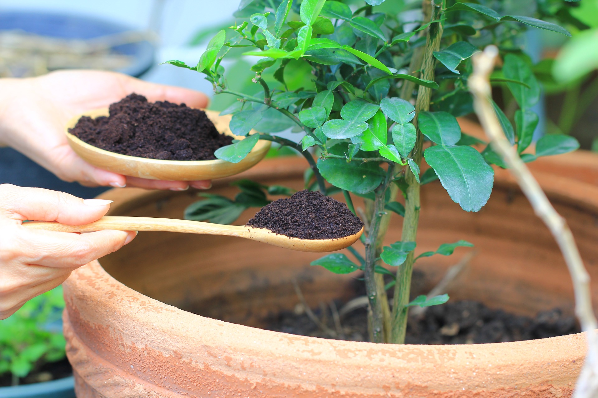 engrais natuel utilisé pour une plante en pot