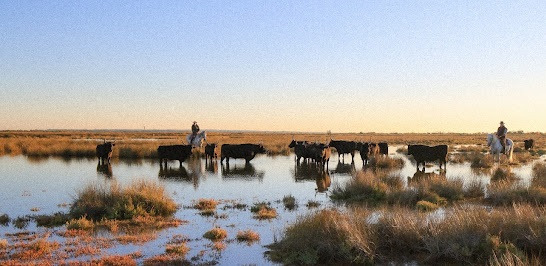 Vivre en Petite Camargue