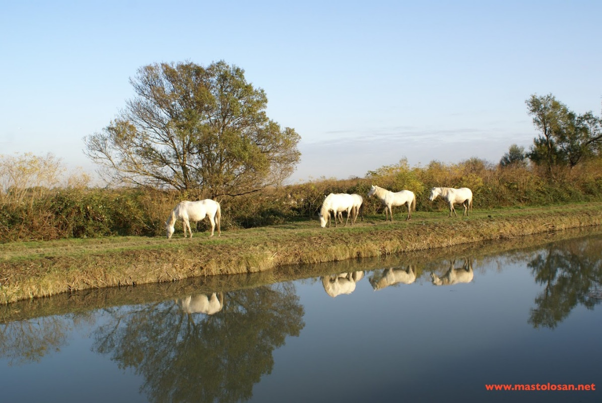 Activités et Evènements aux alentours de Vauvert